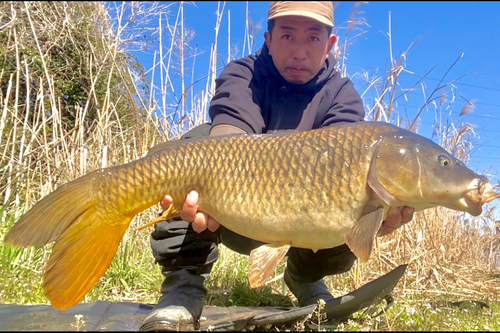 コイの釣果