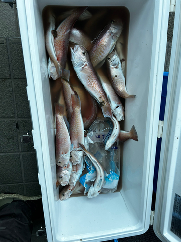 シロアマダイの釣果