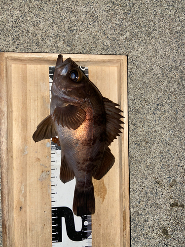 メバルの釣果