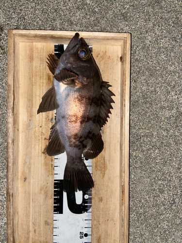 メバルの釣果