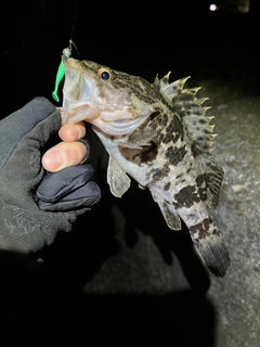 タケノコメバルの釣果