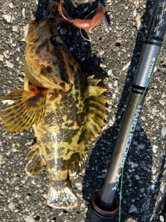 タケノコメバルの釣果