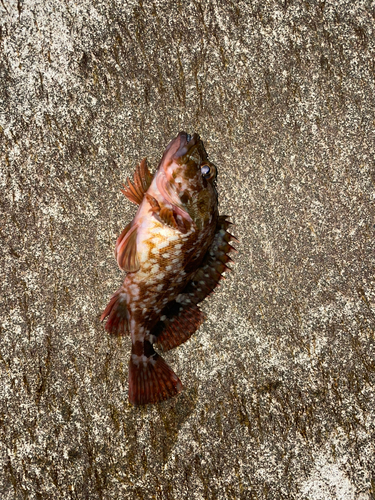 カサゴの釣果