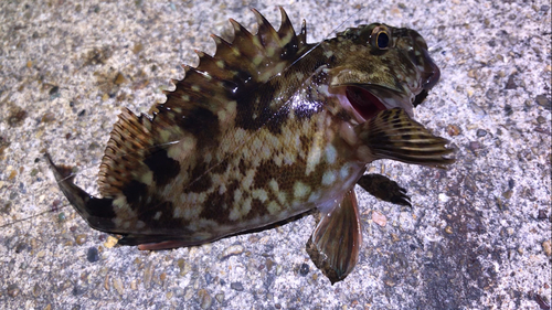 カサゴの釣果