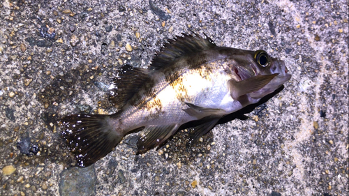 メバルの釣果