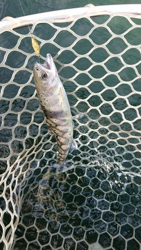 ニジマスの釣果