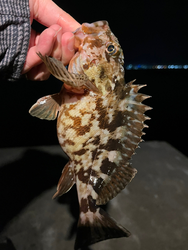 カサゴの釣果