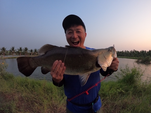 バラマンディの釣果