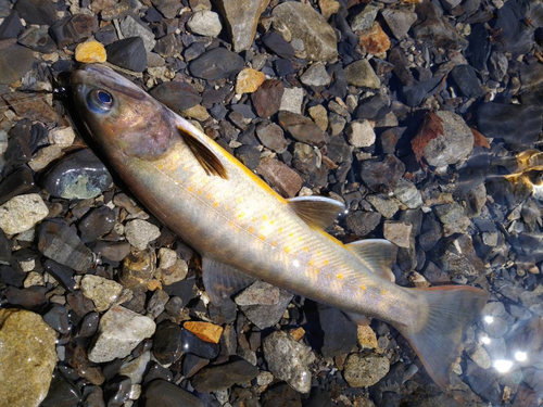 ヤマトイワナの釣果