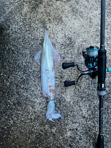 ヤリイカの釣果