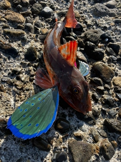 ホウボウの釣果