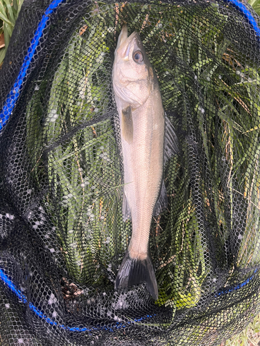 フッコ（マルスズキ）の釣果