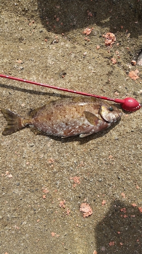 アイゴの釣果