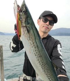 サワラの釣果