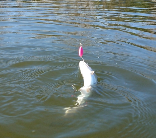 ニジマスの釣果