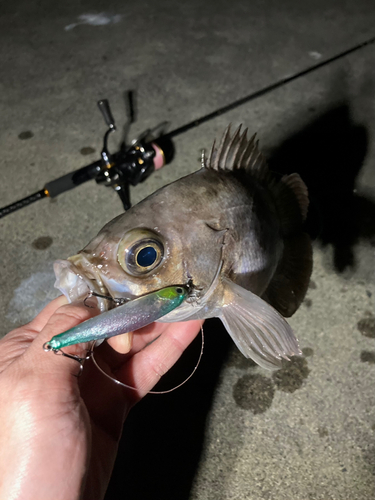 メバルの釣果