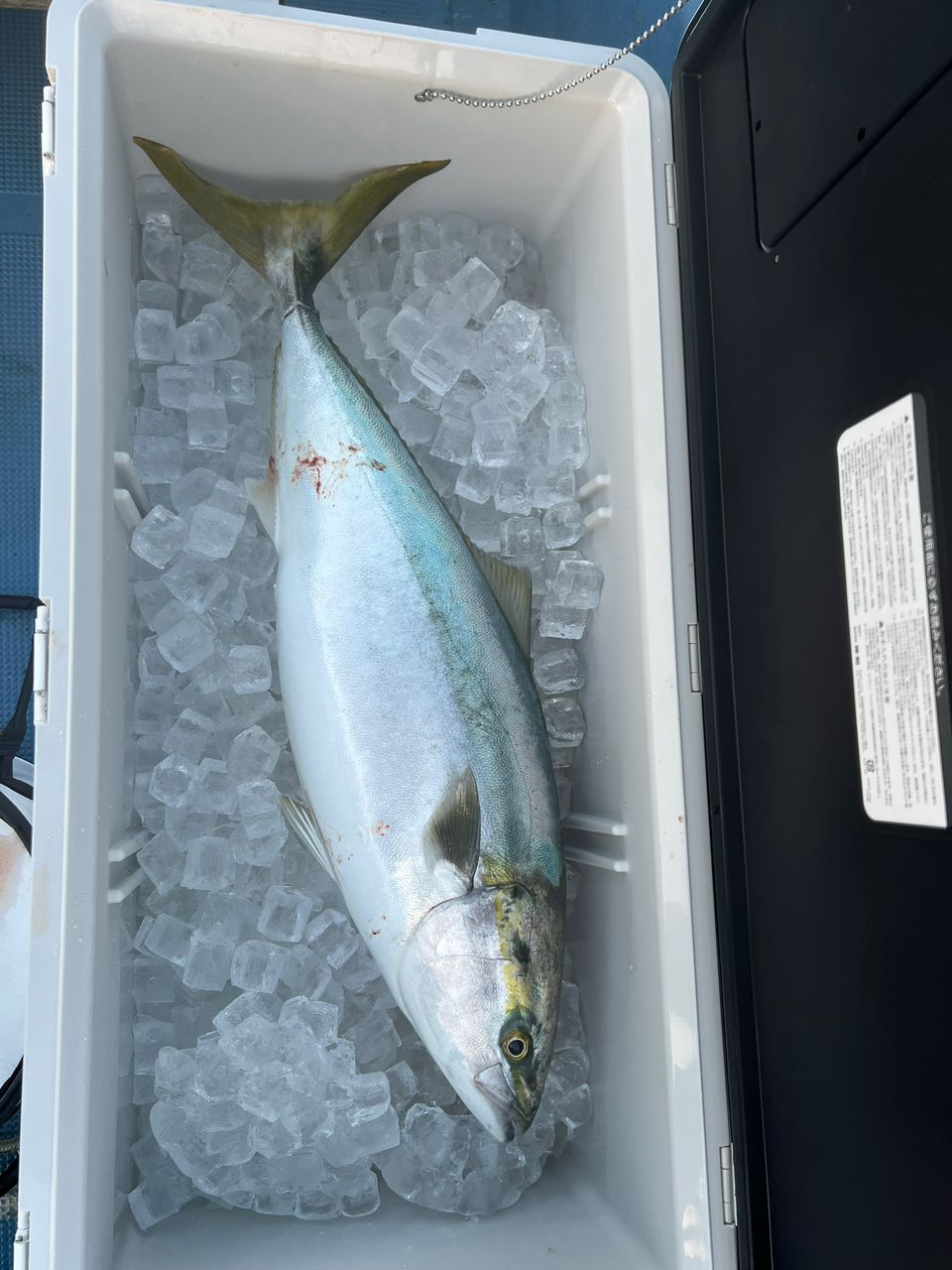 おさるまんさんの釣果 2枚目の画像