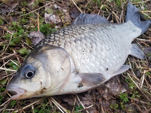 ギンブナの釣果