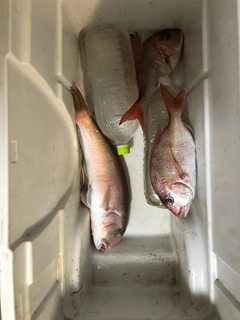 シロアマダイの釣果