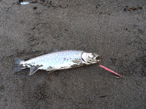 ウミアメの釣果