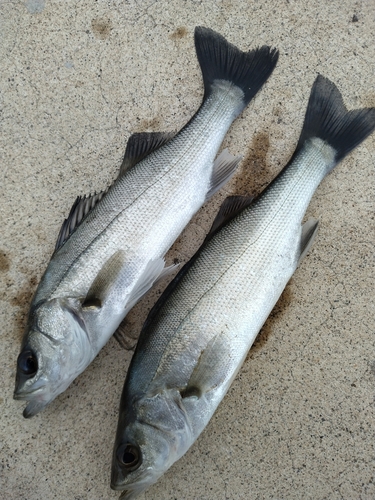 セイゴ（マルスズキ）の釣果