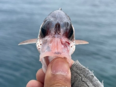 ウケグチイットウダイの釣果