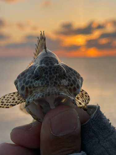 カンモンハタの釣果