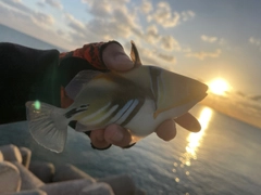 ムラサメモンガラの釣果