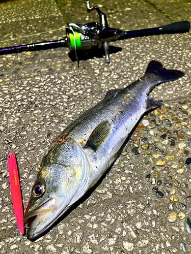 シーバスの釣果