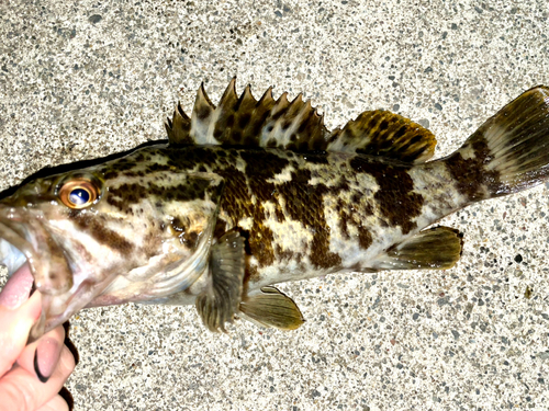 タケノコメバルの釣果