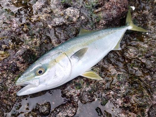 ツバスの釣果