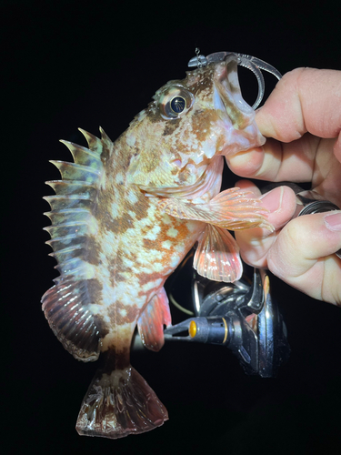 カサゴの釣果