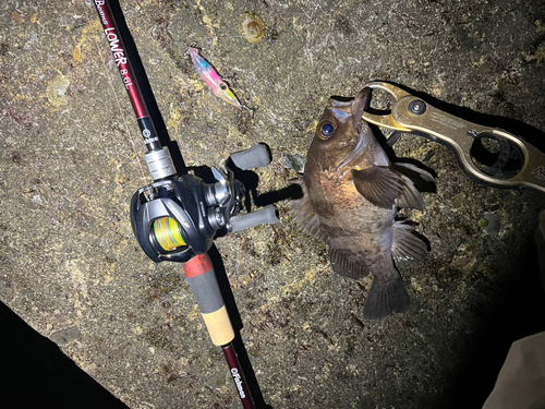 クロメバルの釣果