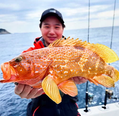 アコウの釣果