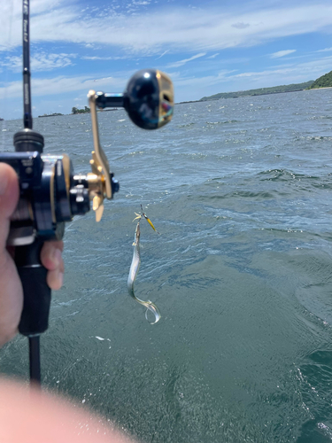 タチウオの釣果