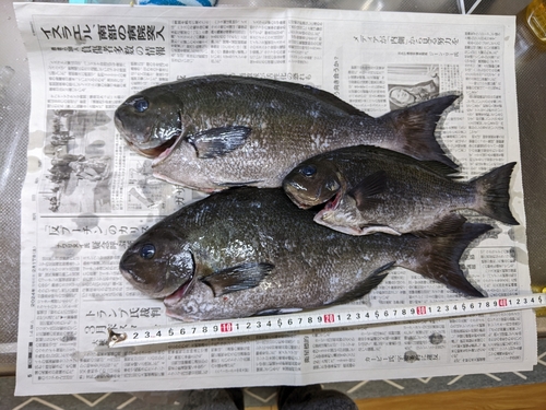 メジナの釣果