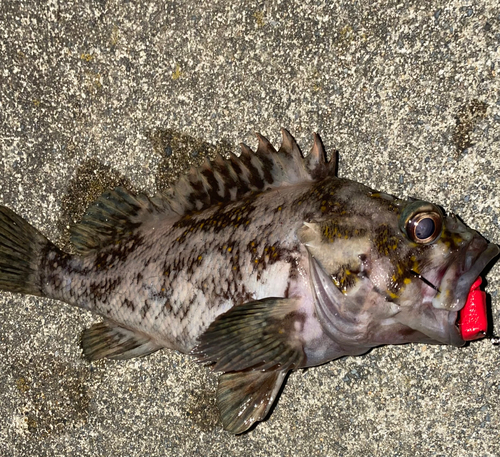 オウゴンムラソイの釣果