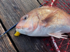 マダイの釣果