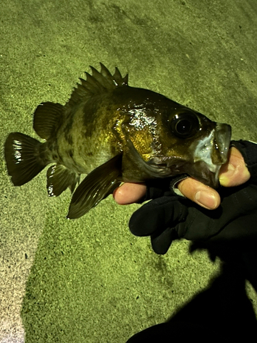 メバルの釣果