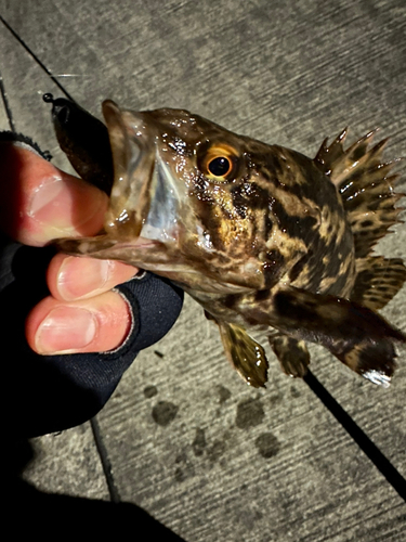 ベッコウゾイの釣果