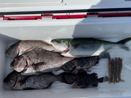 クロソイの釣果