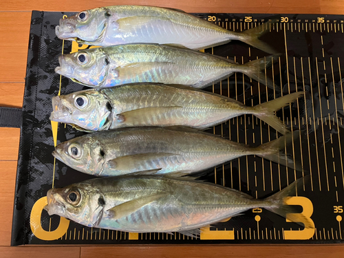 アジの釣果