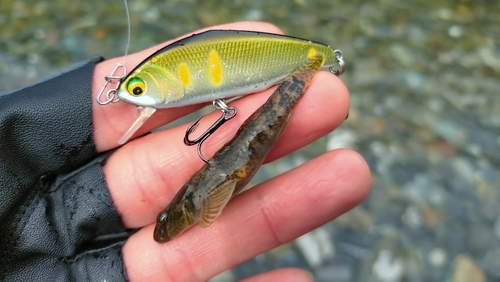 ヌマチチブの釣果