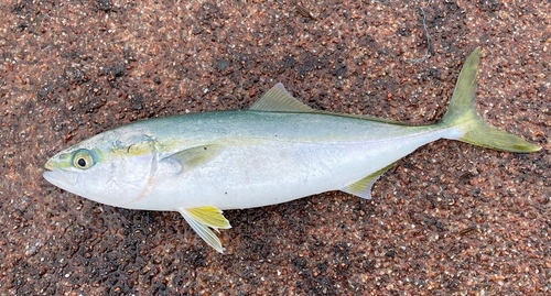 ツバスの釣果