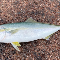 ピザぽてとの釣果