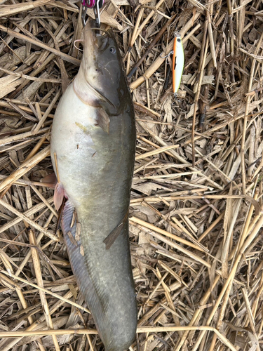 ナマズの釣果