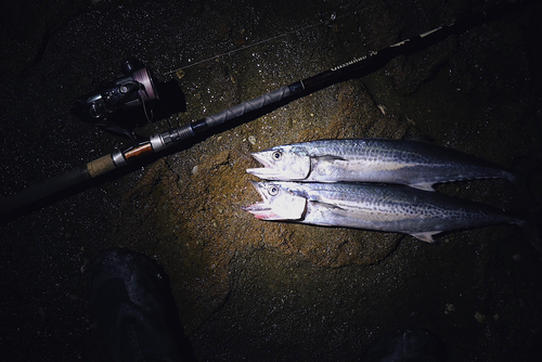 サゴシの釣果