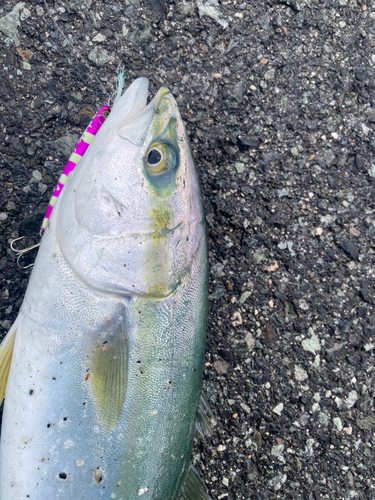 ハマチの釣果