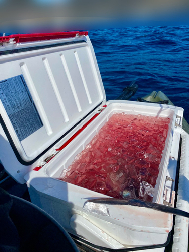 カツオの釣果