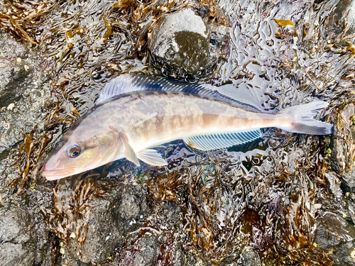 ホッケの釣果